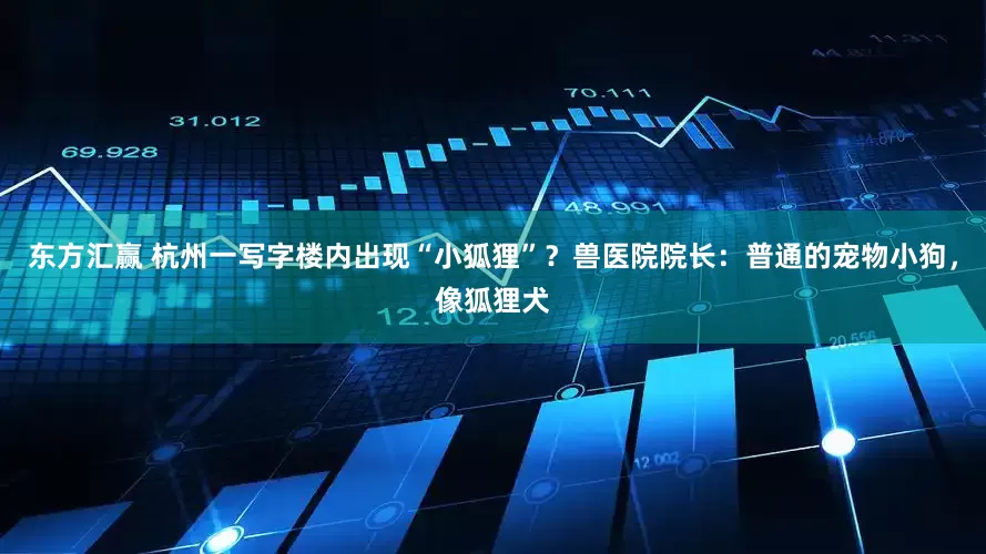 东方汇赢 杭州一写字楼内出现“小狐狸”？兽医院院长：普通的宠物小狗，像狐狸犬