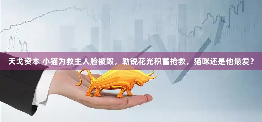 天戈资本 小猫为救主人脸被毁，勒锐花光积蓄抢救，猫咪还是他最爱？